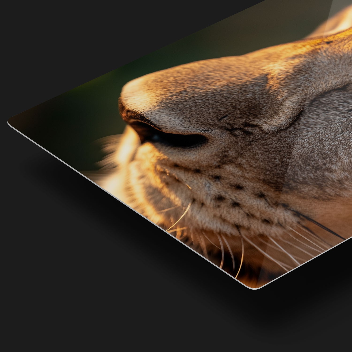 This image is a powerful representation of nature’s beauty and resilience, immortalizing the lioness’s piercing gaze.